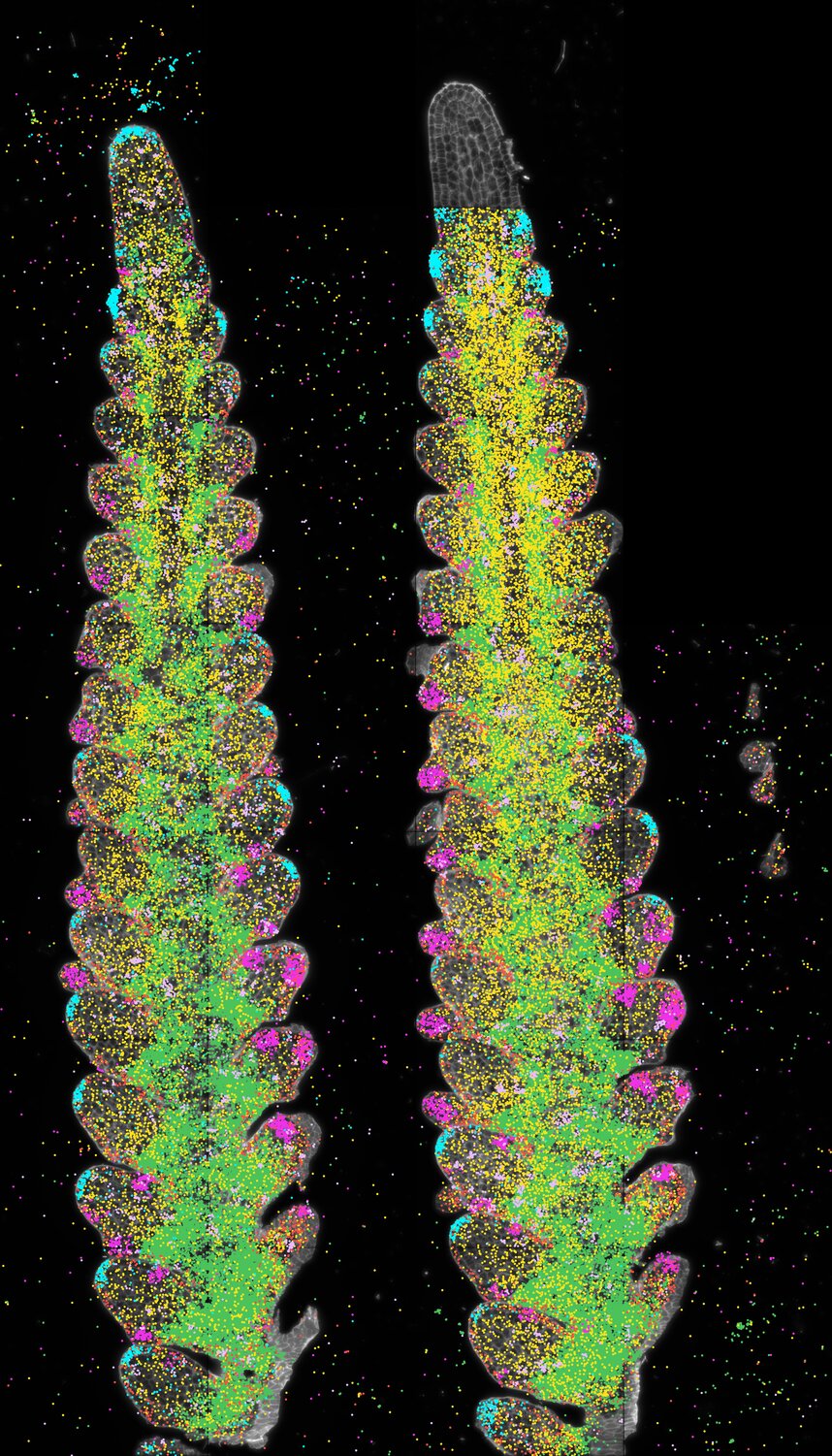 inflorescence meristem A1-2