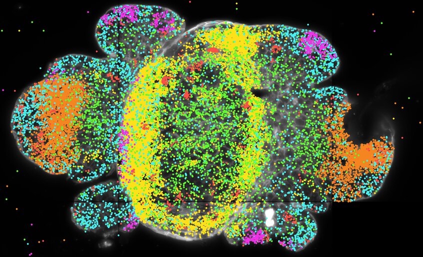 inflorescence meristem vasculature A1-4