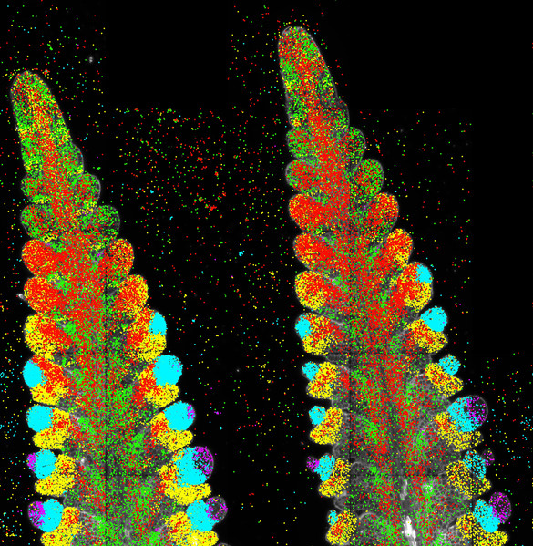 inflorescence meristem D1-5