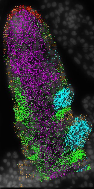 vegetative shoot apical meristem D2-1